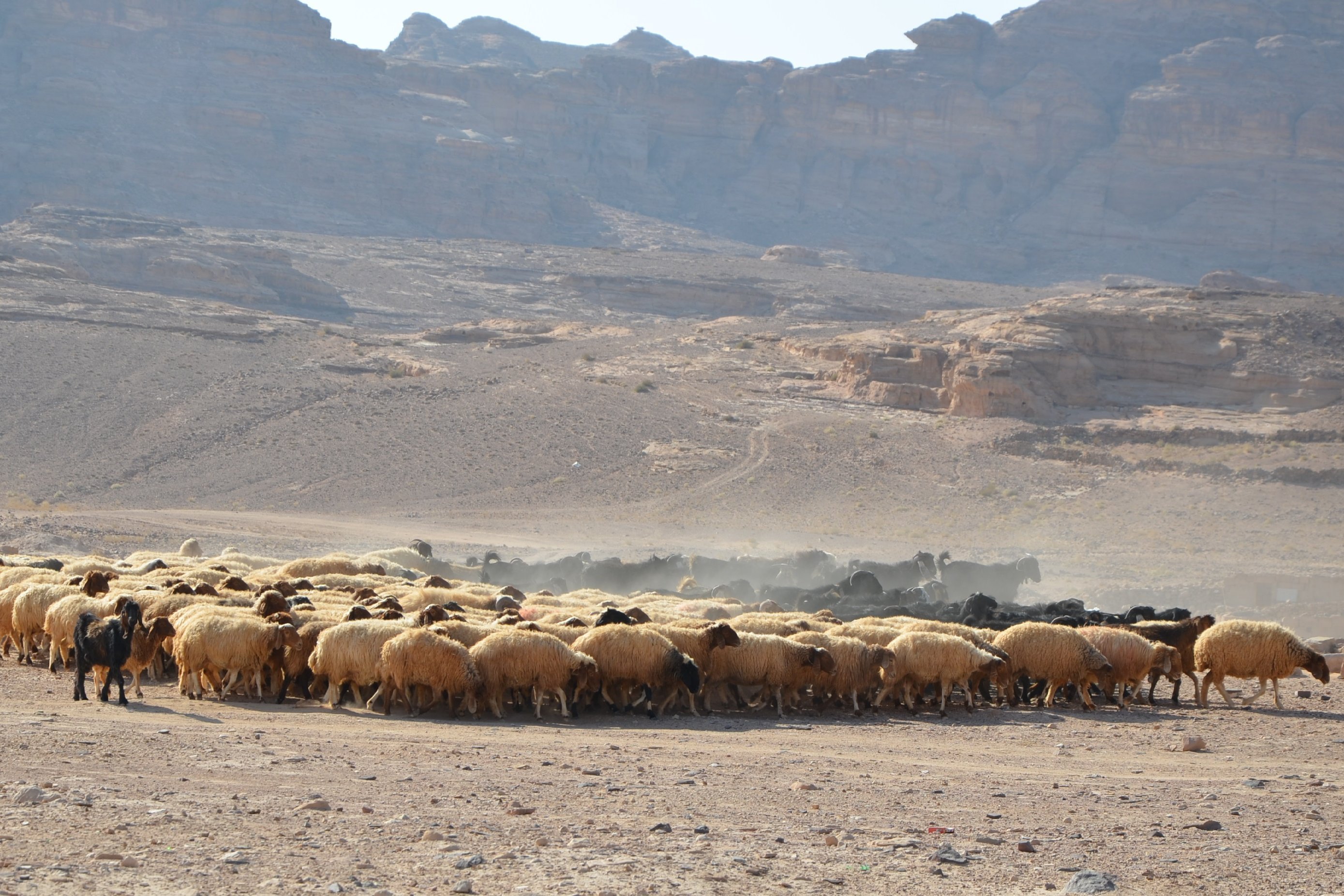Herde von Wollschafen in Süd-Jordanien.jpg