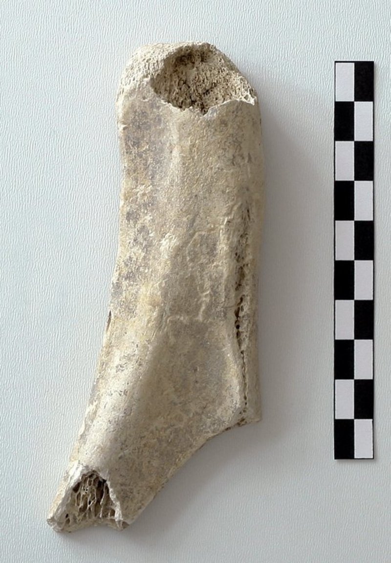 Schulterblattfragment vom Rind