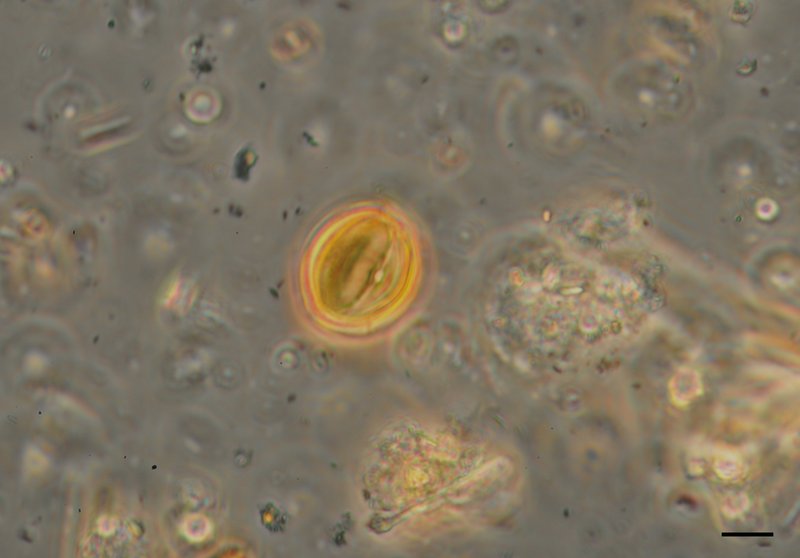 5Vitis.jpg