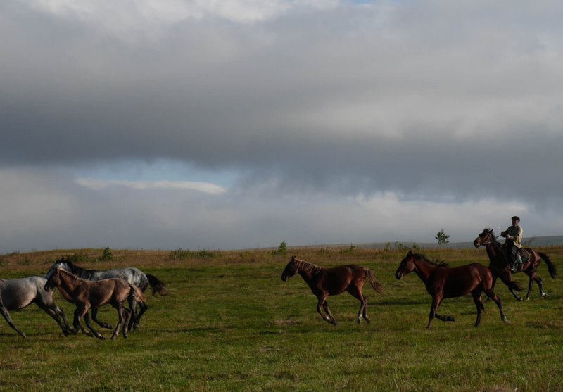 Pferdeherde im Galopp