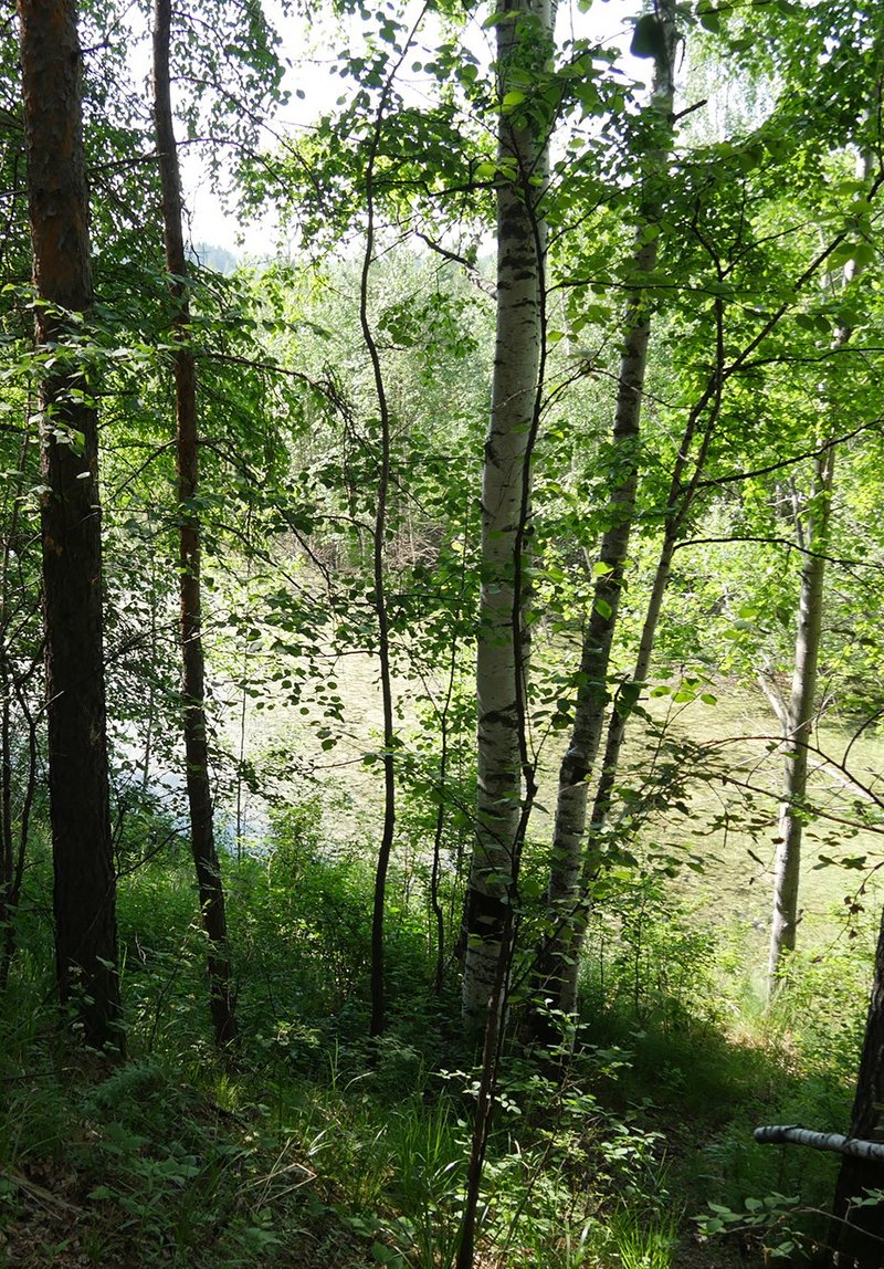Ural 2016_Rand des Gorbunovo Torfmoors.jpg