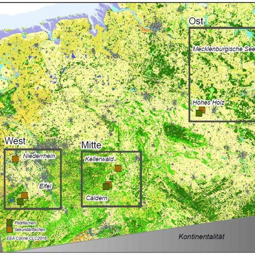 Standardisiertes Monitoring von Wachstumsreaktionen wichtiger Waldbaumarten auf klimatische Extremereignisse