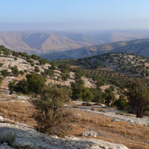 Gadara/Umm Qays Hinterland Survey (Jordanien)