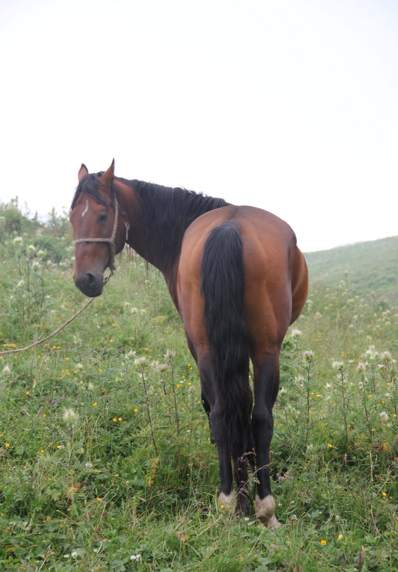 Pferd im Nebel