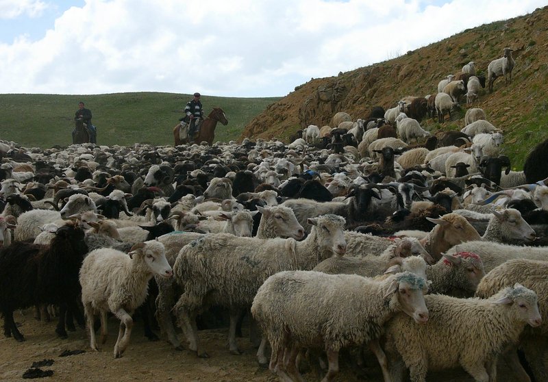 Almabtrieb