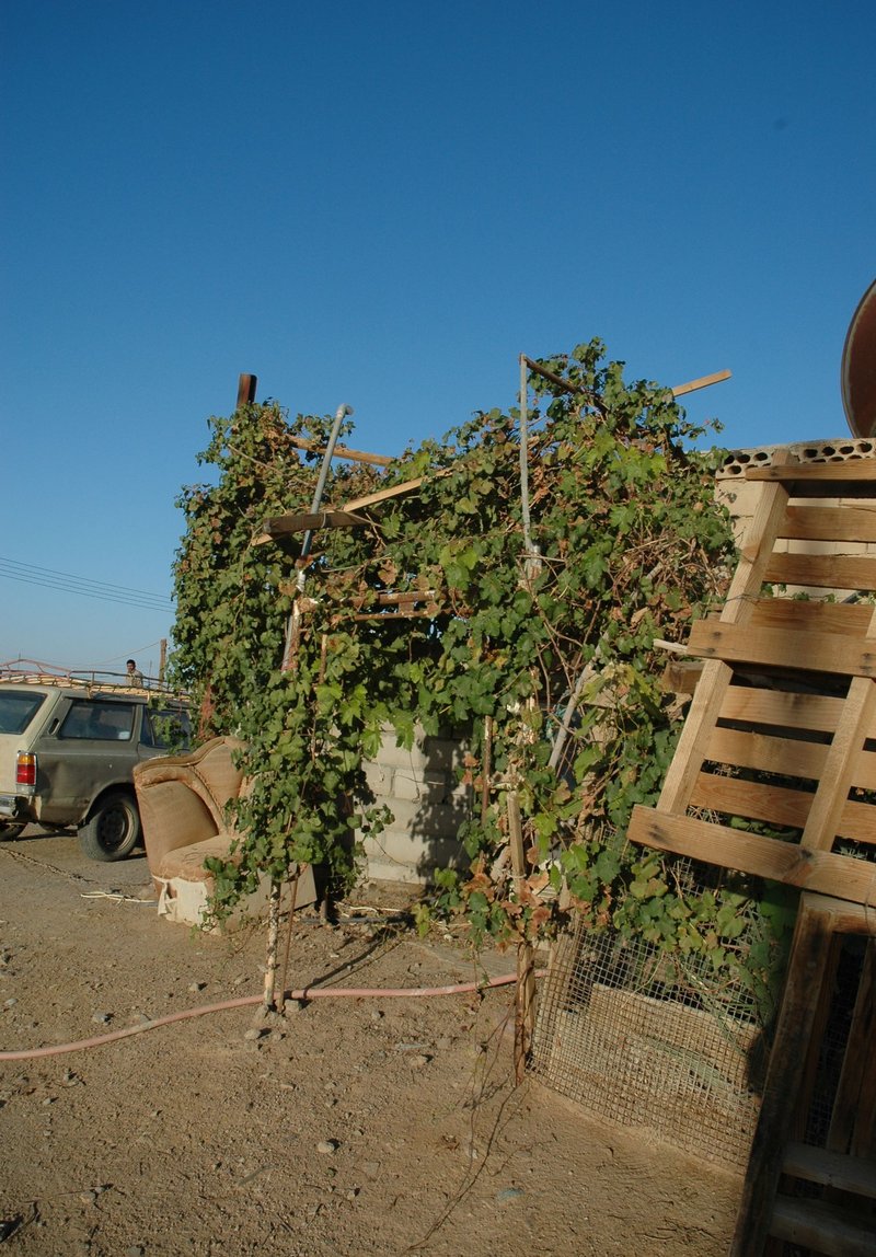 6WeinimmodernenTayma02.jpg