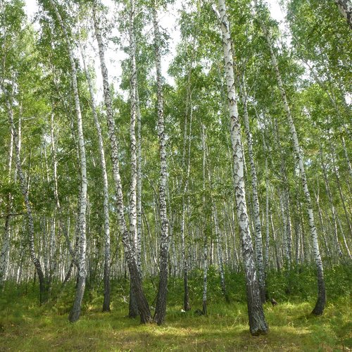 Tartas 1 - Ein mehrperiodiger Bestattungsplatz in der Waldsteppe Westsibiriens