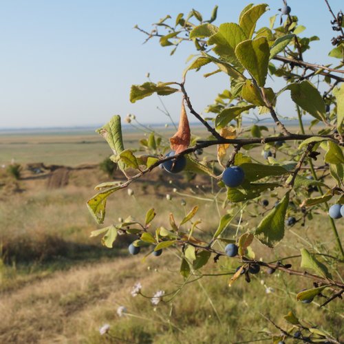 Archäobotanische Untersuchung der Siedlung von Măgura Gorgana bei Pietrele