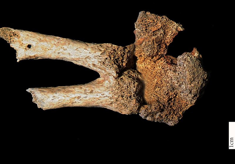 Dorsal view on the  carpals and 2nd and 3rd metacarpals of the right hand