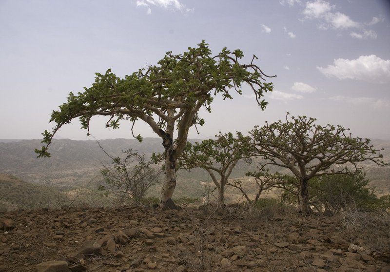 Äthiopien, Weihrauchbäume im nördlichen Tigray