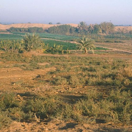 Sippar (Tell Abu Habbah)