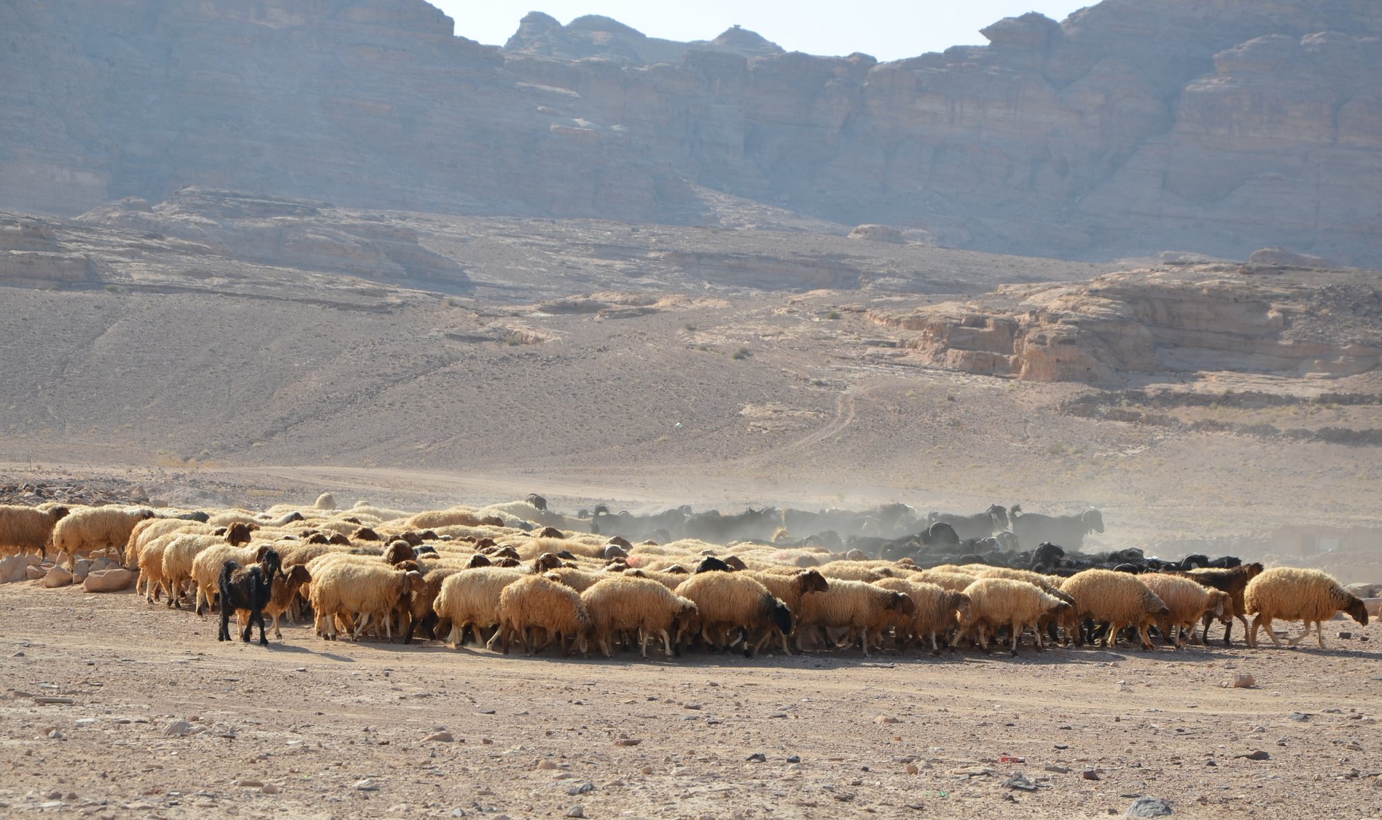 Herde von Wollschafen in Süd-Jordanien.jpg