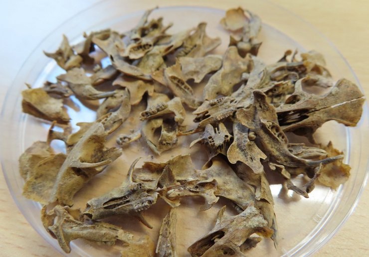 Rats and Archaeology